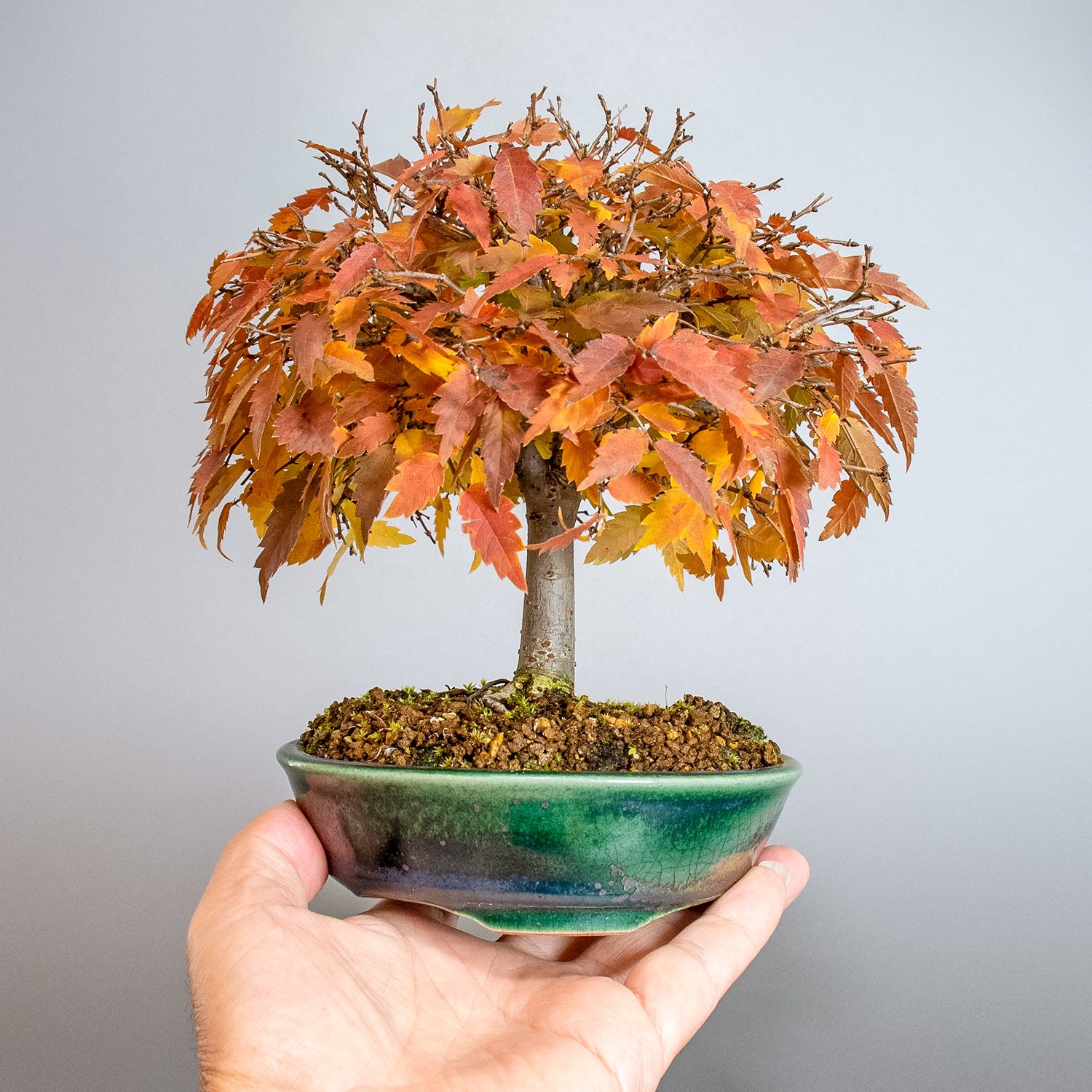 小品盆栽【欅（ケヤキ）寄せ植え】長角鉢