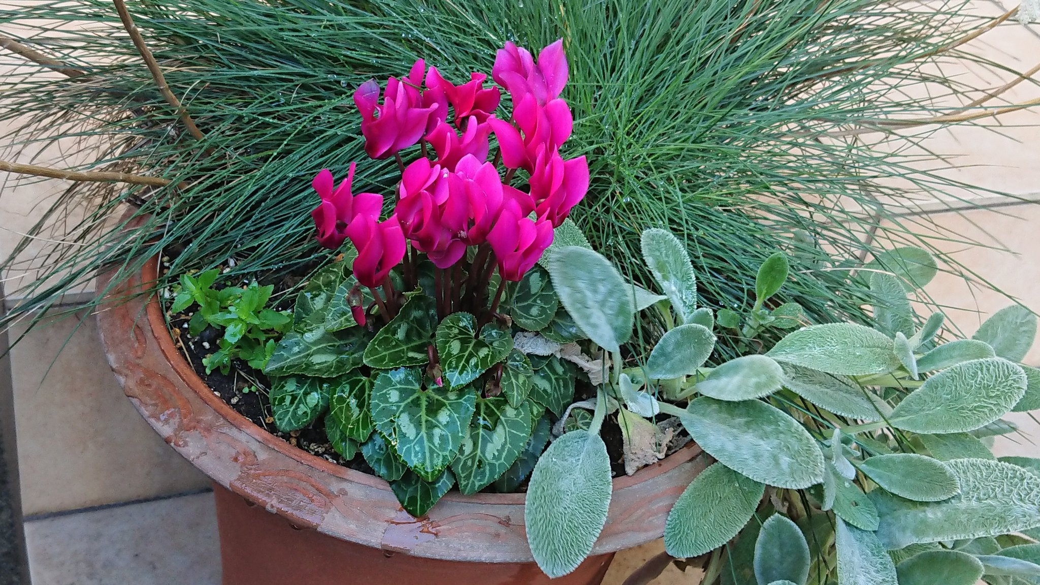 にゃご 自分の庭でその花に適した場所がやっと分かってきた 地中海地域出身の古代ローマ的な ガーデンシクラメン は鉢植え 日光大好きな パンジー や ビオラ は窓に取り付けたフラワーボックス クリスマスローズ の ニゲル も花芽が見えてきた にゃご 自分の庭でその花に適した場所がやっと分かってきた 地中海地域出身の古代ローマ的な ガーデンシクラメン は鉢植え 日光大好きな パンジー や ビオラ は窓に取り付けたフラワーボックス クリスマスローズ の ニゲル も花芽が見えてきた