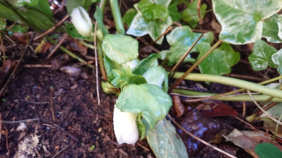 にゃご A Twitter 自分の庭でその花に適した場所がやっと分かってきた 地中海地域出身の古代ローマ的な ガーデンシクラメン は鉢植え 日光大好きな パンジー や ビオラ は窓に取り付けたフラワーボックス クリスマスローズ の ニゲル も花芽が見えてきた