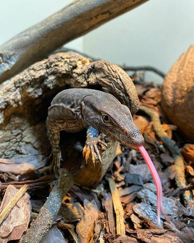Reptile Centre Twitter પર: Reptile Centre Twitter પર: