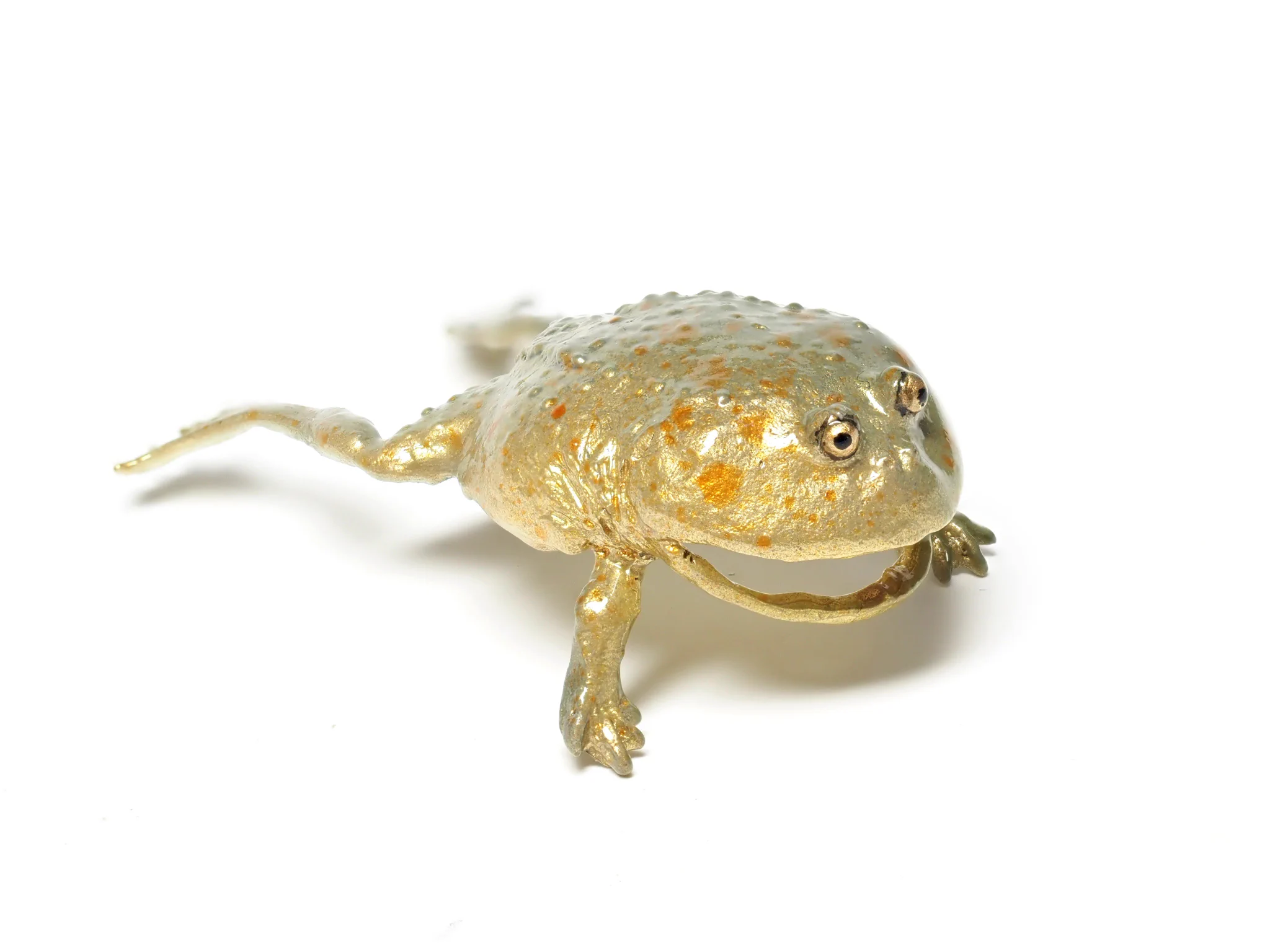 「耳かじりましょうか？」マルメタピオカガエルが耳を噛む？！