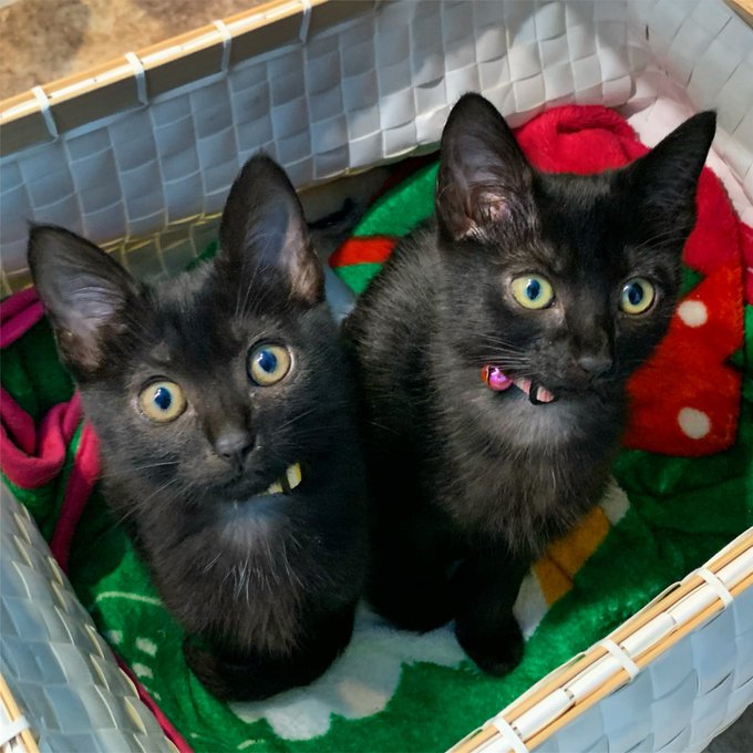 22年版 奈良県でおすすめの猫カフェ7選 猫カフェナビ