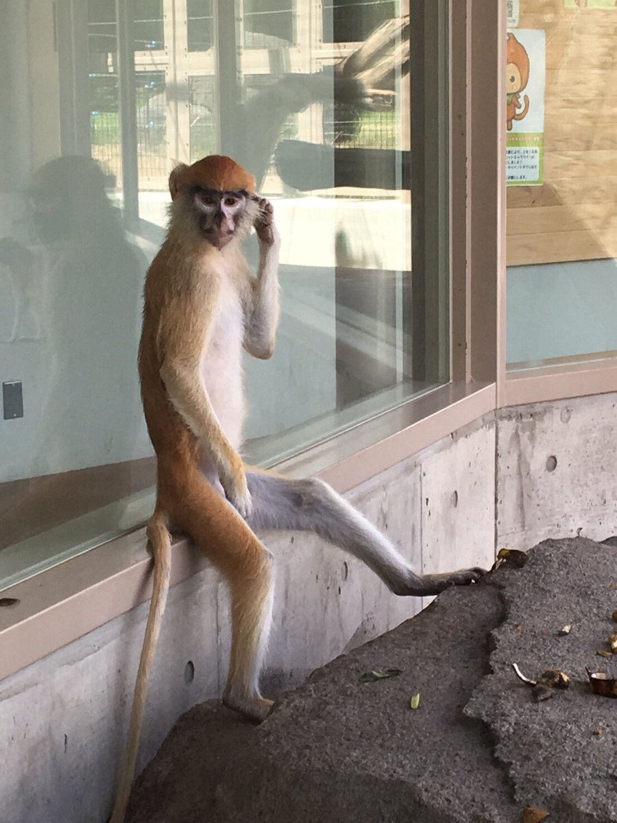 頭を指差す意味深なポーズ 撮影者を煽る猿が見つかる 話題の画像プラス