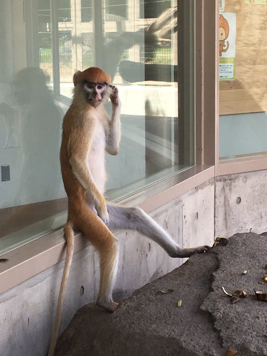 動物園でカメラを向けられたパタスザルさんのこの賢そうなポーズよ 煽り性能高くて好き 雑誌の表紙にしてみたらこうなった Togetter 動物園でカメラを向けられたパタスザルさんのこの賢そうなポーズよ 煽り性能高くて好き 雑誌の表紙にしてみたらこうなった Togetter