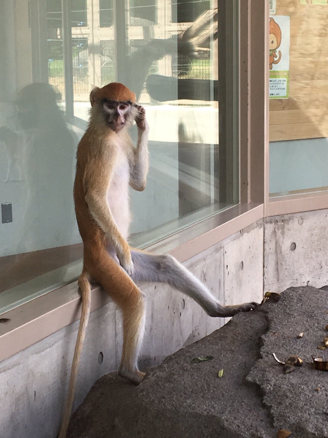 頭を指差す意味深なポーズ 撮影者を煽る猿が見つかる 話題の画像プラス 頭を指差す意味深なポーズ 撮影者を煽る猿が見つかる 話題の画像プラス