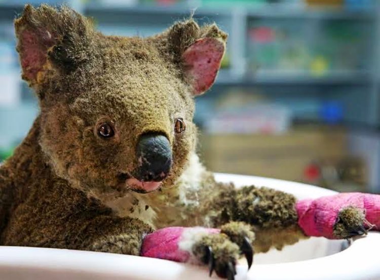 BlackMoonLady_'s tweet photo. There is good people on this Planet, catching up over the mistake caused by the wrong ones. 🐨 #love #Compassion pray for the little Souls #AUSTRALIANBUSHFIRES #koalas #NSWfires 🧡 https://t.co/wsh1slJZ53