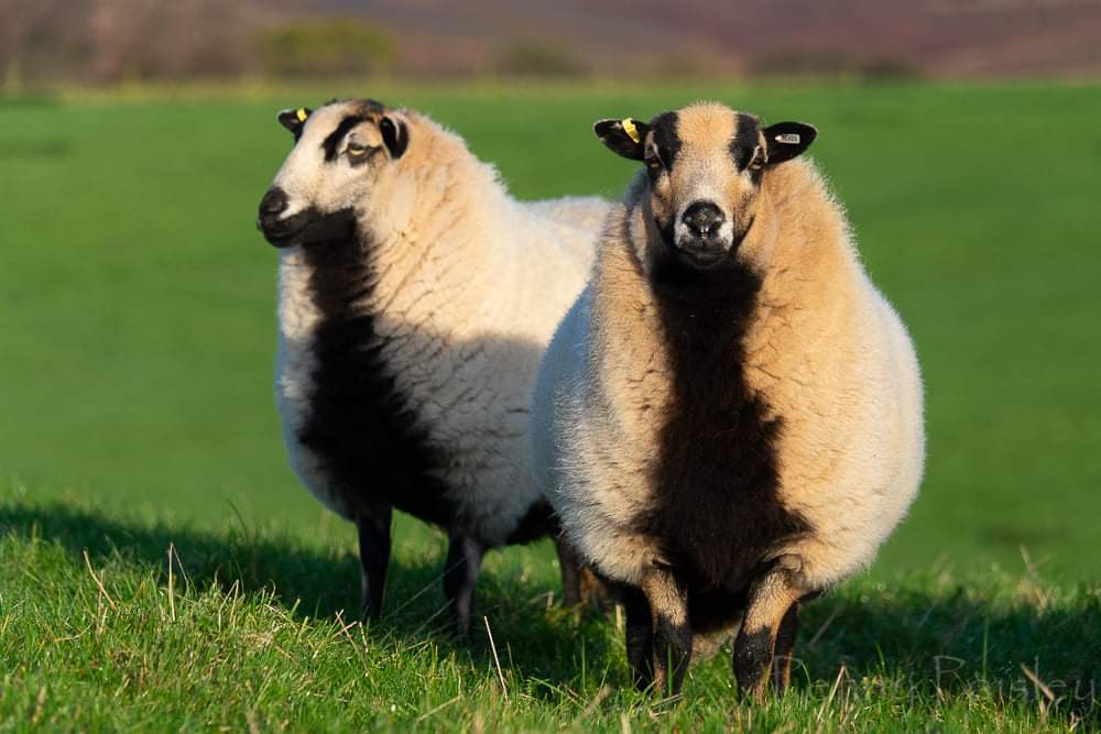 Following a conversation that started with 'we have too many sheep', we nipped out to purchase a few badger ewes.
#treatyerself #nearlychristmas These are a couple of them.  They are v smart, bred by reputable Yorkshire Badger guru, Claire Smith. #sheep #moresheep