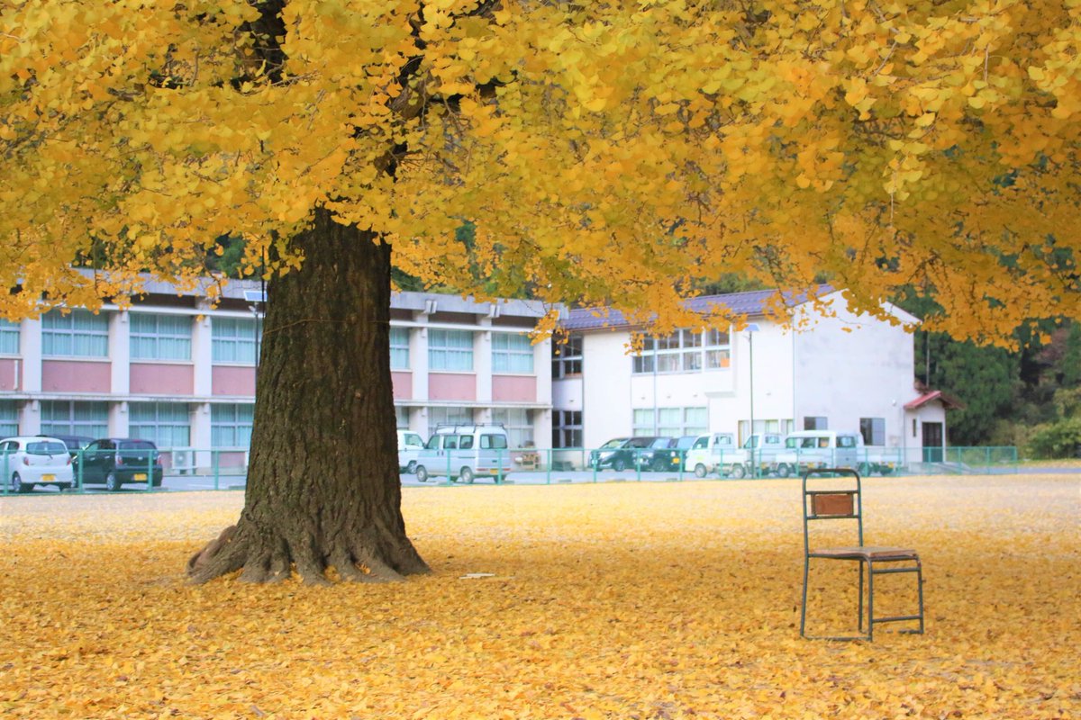 トマシバ Auf Twitter 樹齢百年 銀杏の木 旧日野上小学校のグラウンドを彩る黄色の葉 Ginkgo Tree In Old Hinokami Elementary School 1 Hour From Tomashiba 鳥取 大山 グランピング トマシバ 1日1組限定の宿 天然の芝畑 大山登山 キャンプ 日