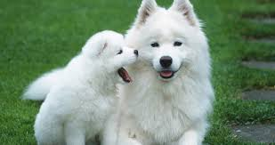 wang wei chen (@wangweichen9) on Twitter photo 