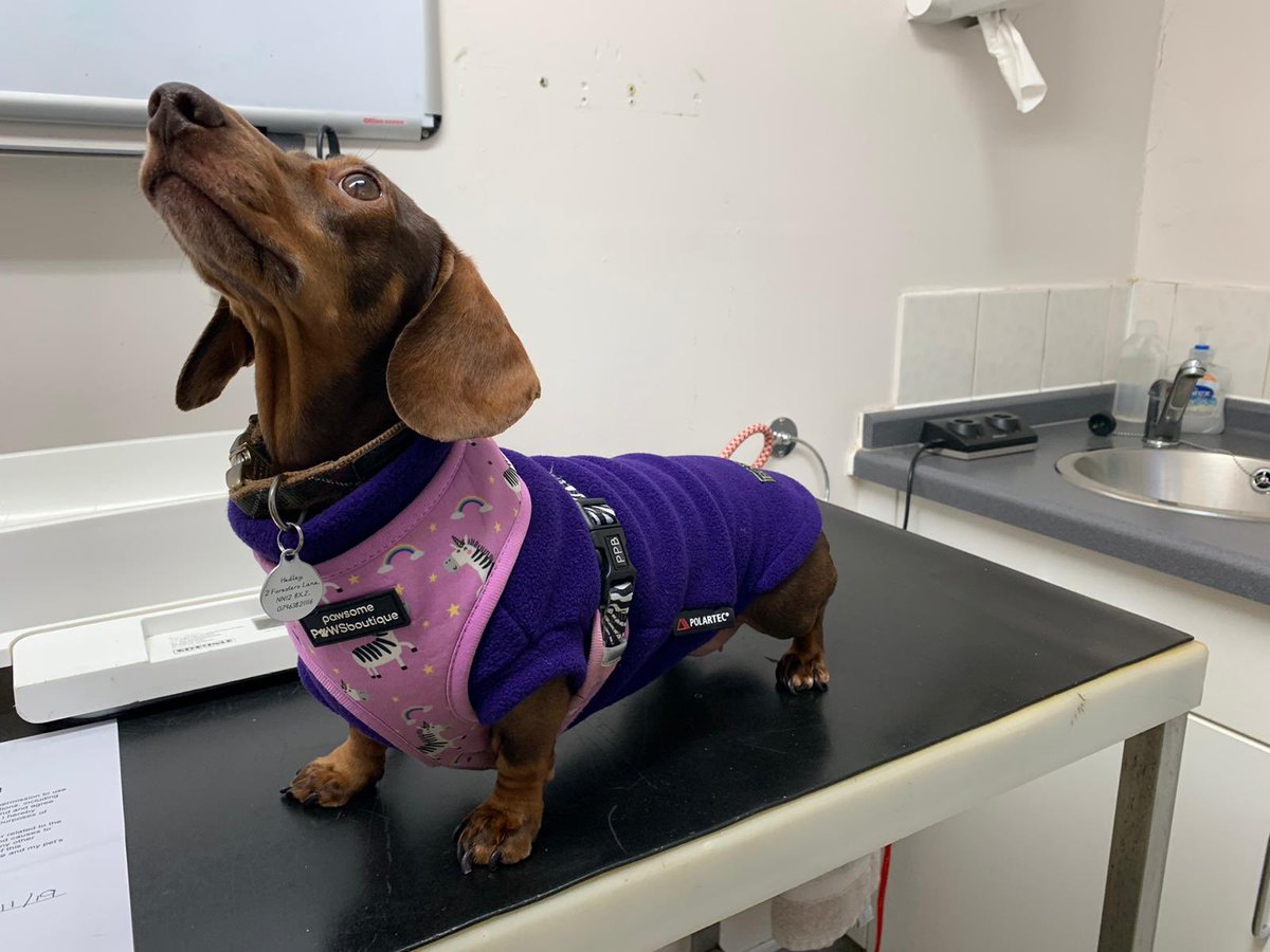 It was great to see the PAWSOME Doris in our clinic last week 🐶 We couldn’t resist sharing these photos with our clients as Doris is now feeling much better 👏🏻 thank you to her owner for letting our team take these photos ☺️ #vets #bestdresseddog #daschund #dog
