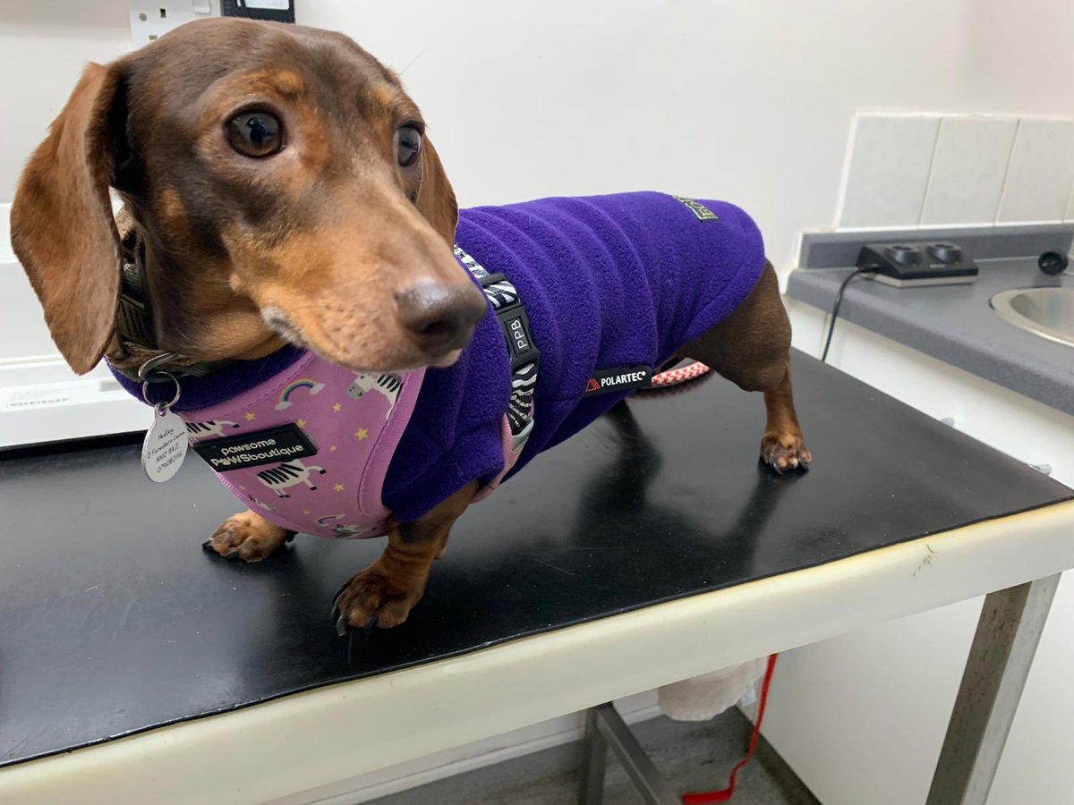 TowcesterVets's tweet photo. It was great to see the PAWSOME Doris in our clinic last week 🐶 We couldn’t resist sharing these photos with our clients as Doris is now feeling much better 👏🏻 thank you to her owner for letting our team take these photos ☺️ #vets #bestdresseddog #daschund #dog https://t.co/W8Alr5KwIZ