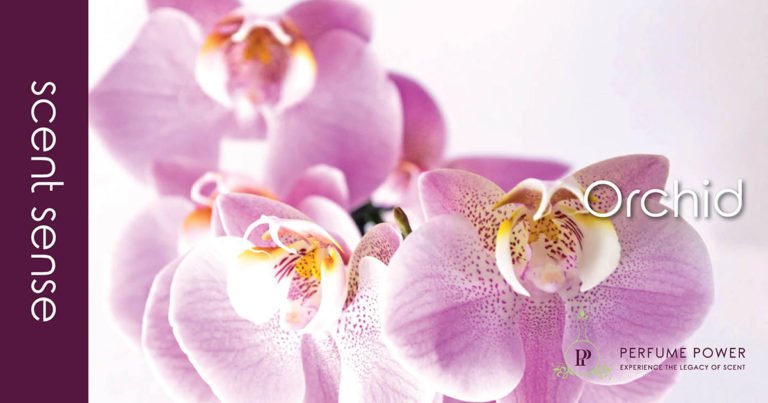 PerfumePowerSA's tweet photo. Scent Sense: Orchid
A legendary flower known for emanating great joy, love and health, the #orchid is a natural masterpiece valued in the fragrance industry for its various scent profiles. Get your Orchid #womensperfume at #perfumepowersa. BLOG: https://t.co/KEf5demqpP https://t.co/zO1YsA8496