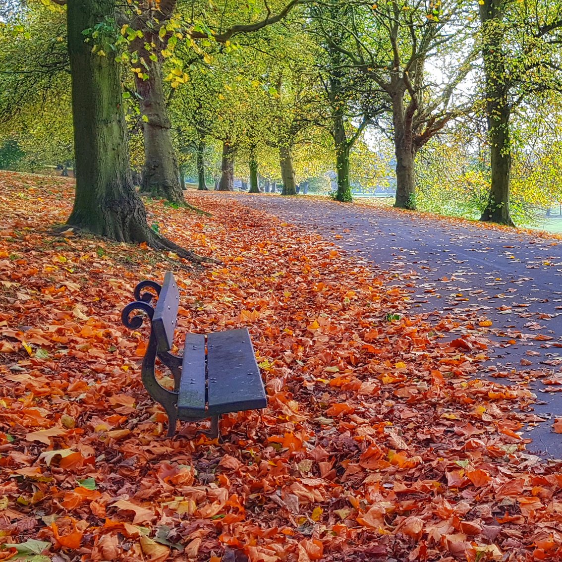 Beautiful autumnal walkway at Roundhay Park 🍁🍂🍁
#Leeds #uk #Yorkshire #visitengland #visitleeds #westyorkshire #Travel #Traveldiaries #Europe #picoftheday #topukphoto #autumn #autumnal #Roundhaypark #outdoor #colours #healthyliving #morningwalk #Inspiration
