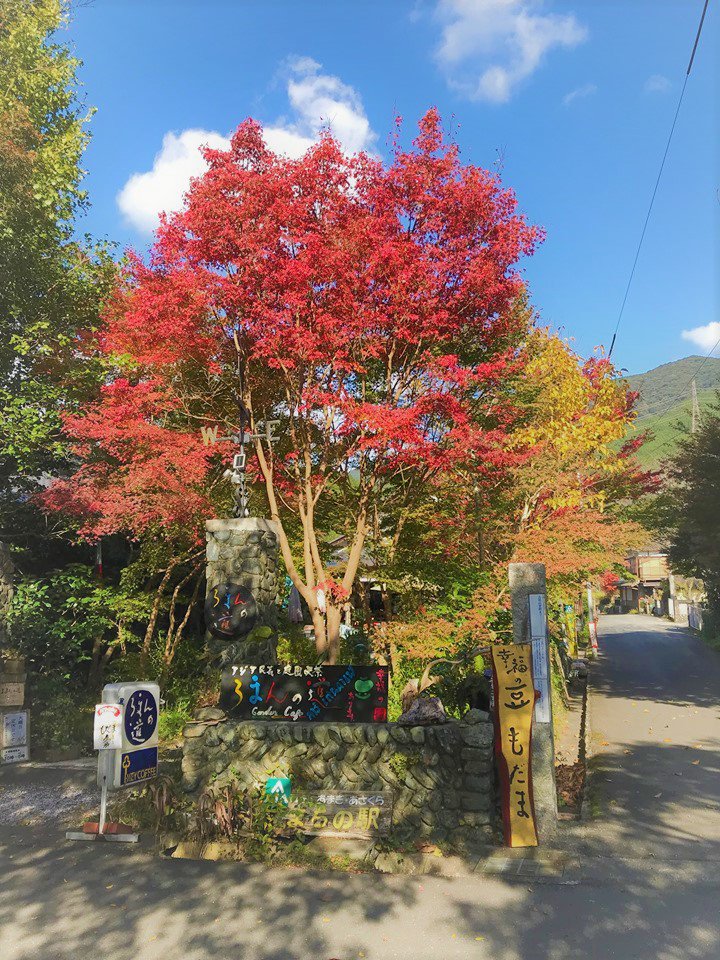 romannomichi's tweet photo. 秋月は今週末は紅葉見頃かも('◇')ゞ当店２Ｆでは明日より陶芸家と絵師の方によるギャラリーが25日の月曜日まで開催されます！タイトル通り『ほんわか』した空間に仕上がっていて見るだけでも日頃の慌ただしさを忘れさせてくれることでしょう!(^^)!ということで、今週末は秋月で���まり！ https://t.co/z6jqOC8yAv