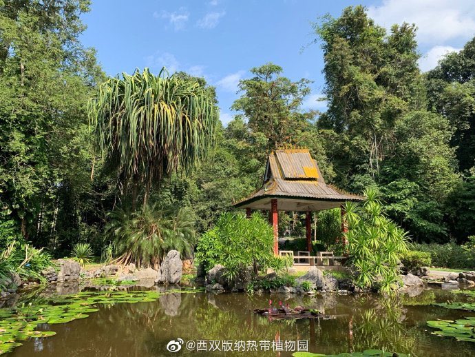 DiscoverBanna's tweet photo. A different #winter in #Xishuangbanna. #Yunnan #travel #tourism #China https://t.co/MANzG8oOLz