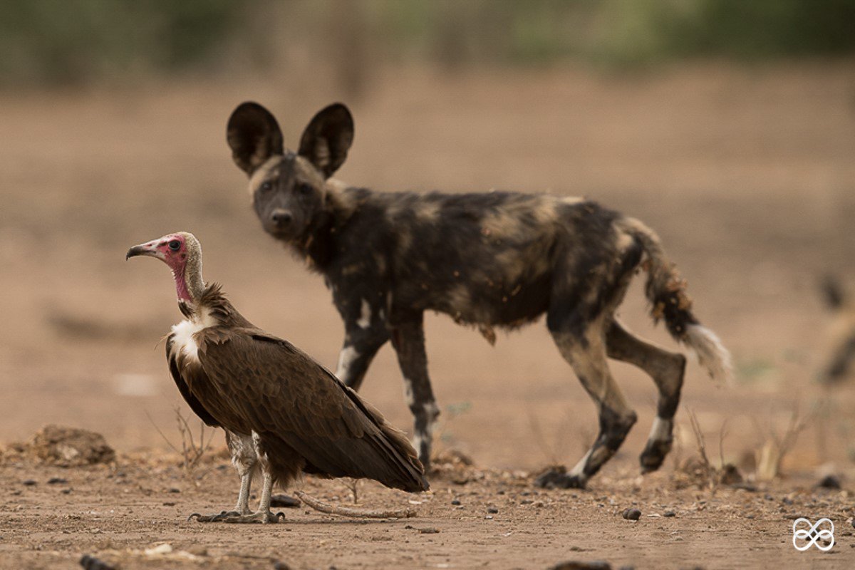 #PaintedWolfWednesday: #Dens are smelly places this is where the #birds come in to help. #Vultures are known to hang around picking on scraps of regurgitated food and #puppy poop. In the #Kruger recorded  #crestedfrancolin coming right up into the den to clean