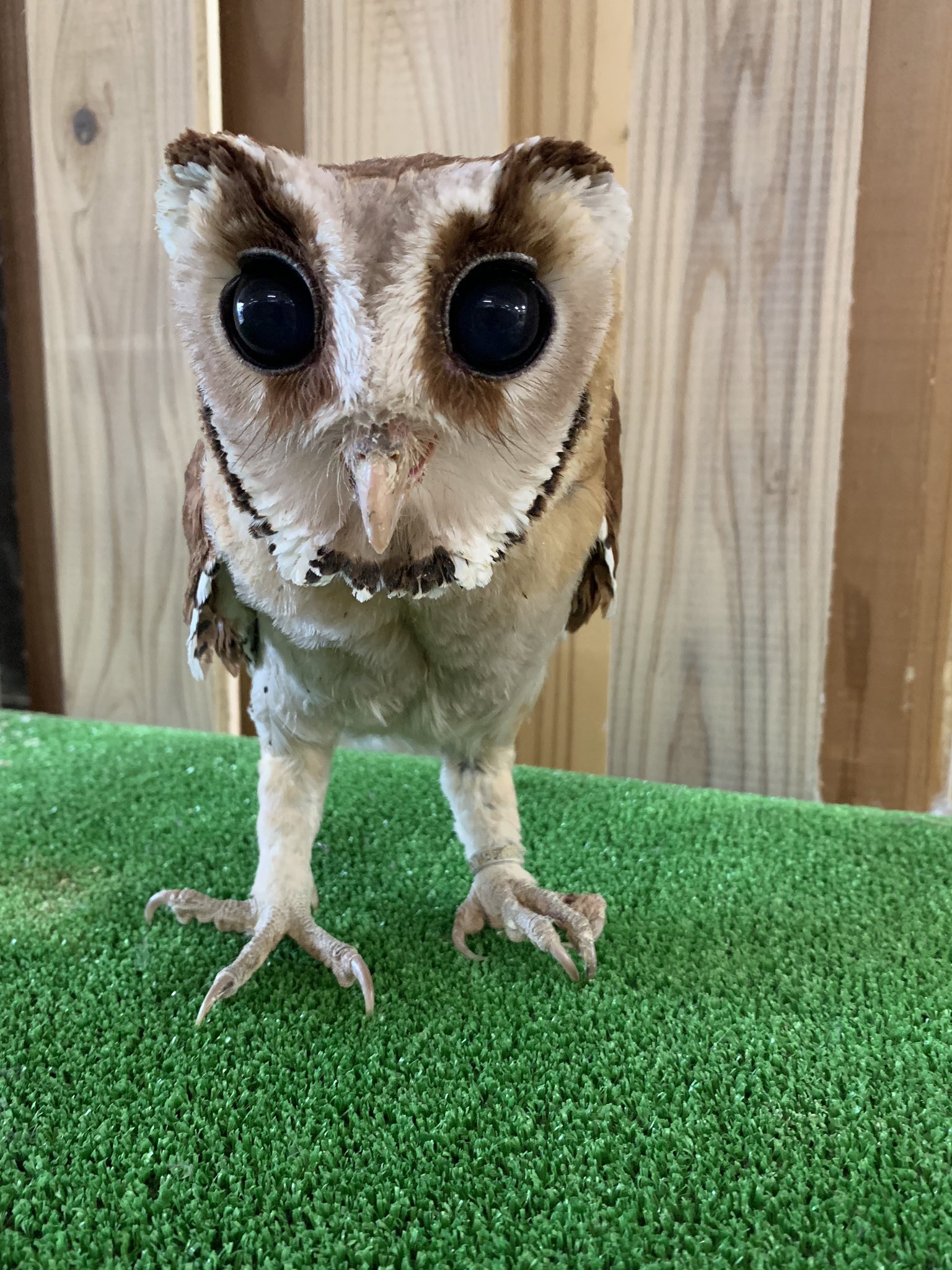 ＊恭ちゃんフクロウ君＊【メンフクロウ】＊レア 恭ちゃん様専用フクロウ君＊【メンフクロウ】＊レア - メルカリ