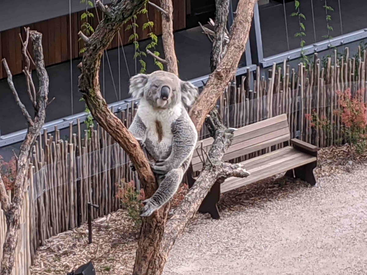 ptsbrotherhood's tweet photo. Add to your bucket list... where else can you sit on a sofa and look at Koalas and the Sydney Skyline .@destinationnsw @Australia @tarongazoo #wildliferetreat #luxurylifestyle #Sydney #finedining 

https://t.co/G7izovbVtr https://t.co/4NWYAJKG97