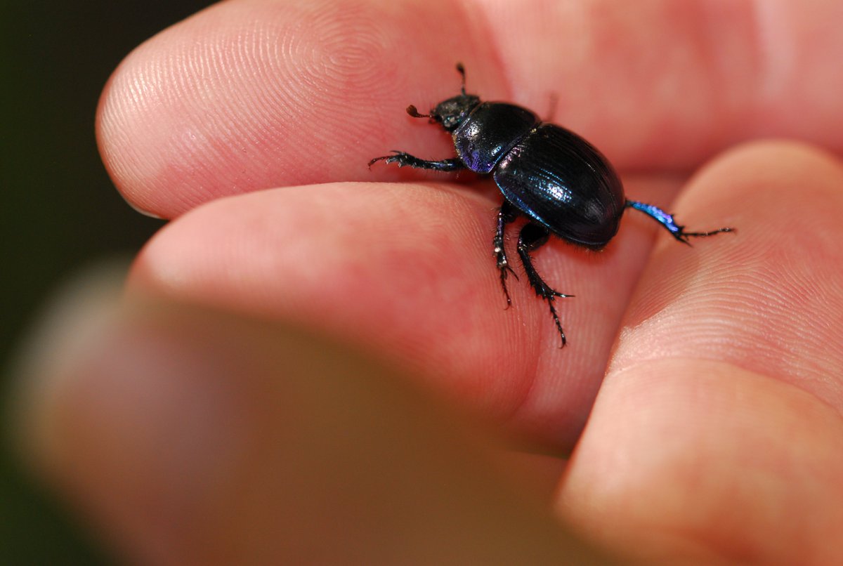 Interested in #invertebrate #recording in the @NorthPennAONB? Whether a beginner or frequent recorder, you will find like-minded people sharing info on sightings, field events &amp; ID help on the Invertebrate Recording in the North Pennines Facebook group: bit.ly/2s1jgoA