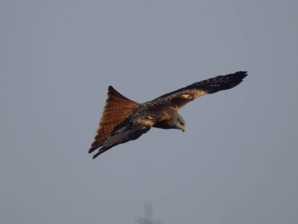 Red Kites Ireland At Redkitesireland Twitter
