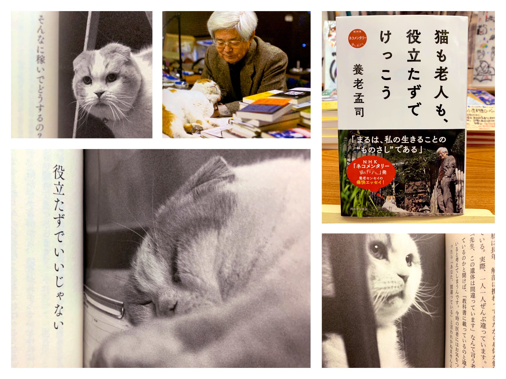 猫本専門 神保町にゃんこ堂 姉川書店 愛猫まる15歳と養老センセイ80歳 猫も老人も役立たずでけっこう 猫ってうらやましいでしょ これでいいんですよ 生きていくの どっちみち大して変わらないんだから いつもネコろんでいる まる の目を通して