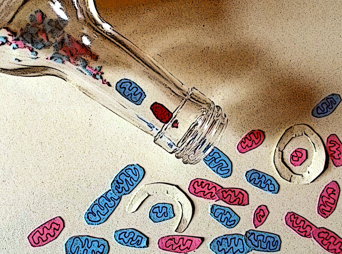 The mtDNA bottleneck can be confusing! The genetic bottleneck is not exactly a physical reduction in mtDNA copy num; can change over time; and is measured in different ways. New article attempts to explain &amp; survey  frontiersin.org/articles/10.33… (also seems exciting PNAS on this soon!)