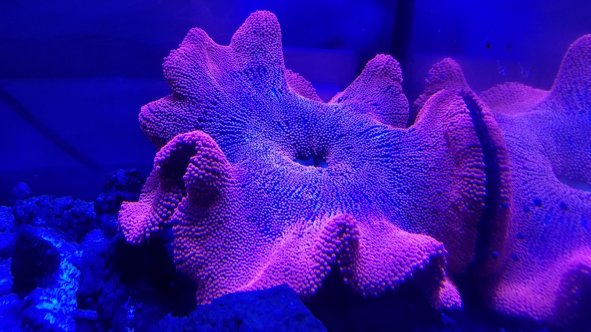 リミックス みなと海水 激美イボハタゴ入りました Oﾟdﾟﾉ ﾉこれはいいな ﾟwﾟ イボハタゴ イソギンチャク カーペットアネモネ ハタゴイソギンチャク マリンアクアリウム T Co Dbhkyh4cpy Twitter