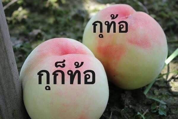 mm_ppcrwl1464's tweet photo. ต่อให้จะหน้าหนาขนาดไหน ก็ควรมียางอายบ้าง
แม่งทำเหี้ยกันเหมือนโลกนี้ไม่มีอินเตอร์เน็ต
#ธนาธร
#ripthailand https://t.co/9AbVOVRR1J