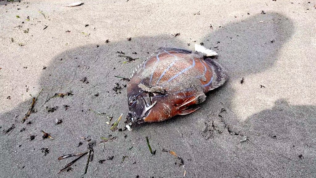 Belakangan warga sekitar PLTU Teluk Sepang (Bengkulu) dikejutkan dengan kematian penyu dan ikan-ikan dasar.

Santo (foto 2) mengaku baru kali ini mendapati ikan mati, meski tak tahu apakah aman dikonsumsi.

Warga kini tengah menggugat Izin Lingkungan perusahaan asal Cina ini.