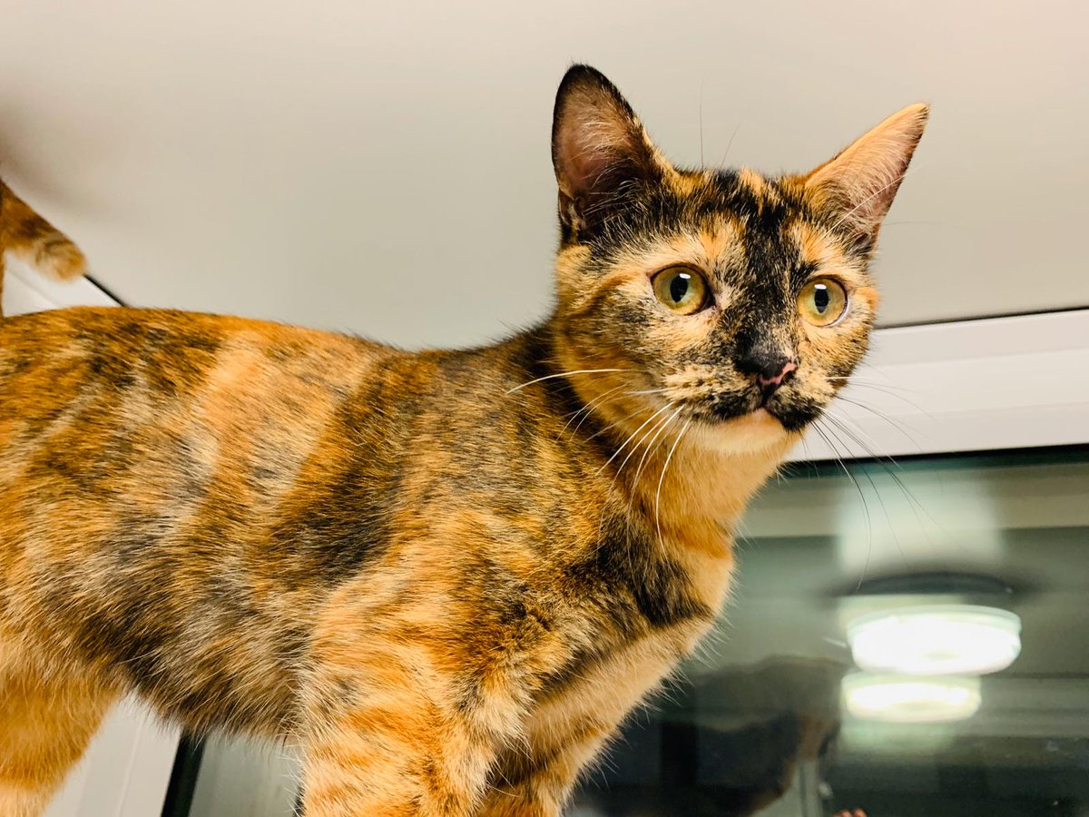 Kitten siblings Amber and Eric are on the lookout for a home together as they're very attached and can often be found cuddled up together on their cushion. Do you have space for this lovely pair?
http://bit.ly/RSPCALWAmberEric …