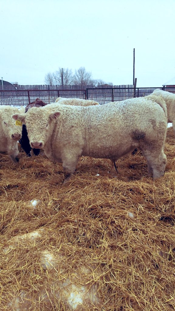 The bull pen is shaping up 👌#Charolais #Prouseranch