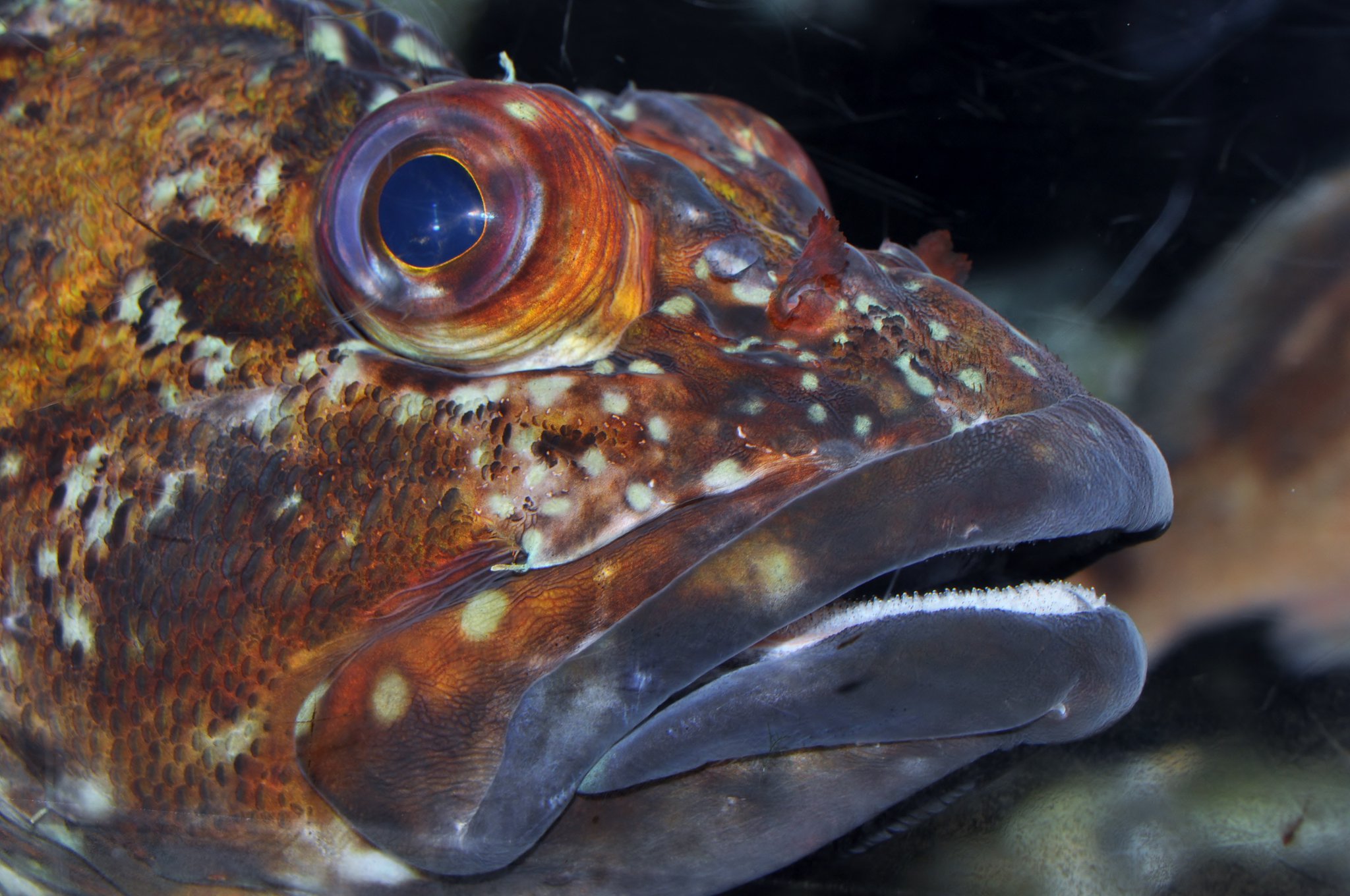 新潟市水族館マリンピア日本海 A Twitter カサゴ 暖流の旅 脊索動物門 硬骨魚綱 スズキ目 メバル科 カサゴ属 全長30 北海道以南 東シナ海の沿岸岩礁域 体は暗褐色で淡色斑が散在する 頬部に棘が無い 卵胎生 マリンピア日本海 新潟 水族館 Aquarium