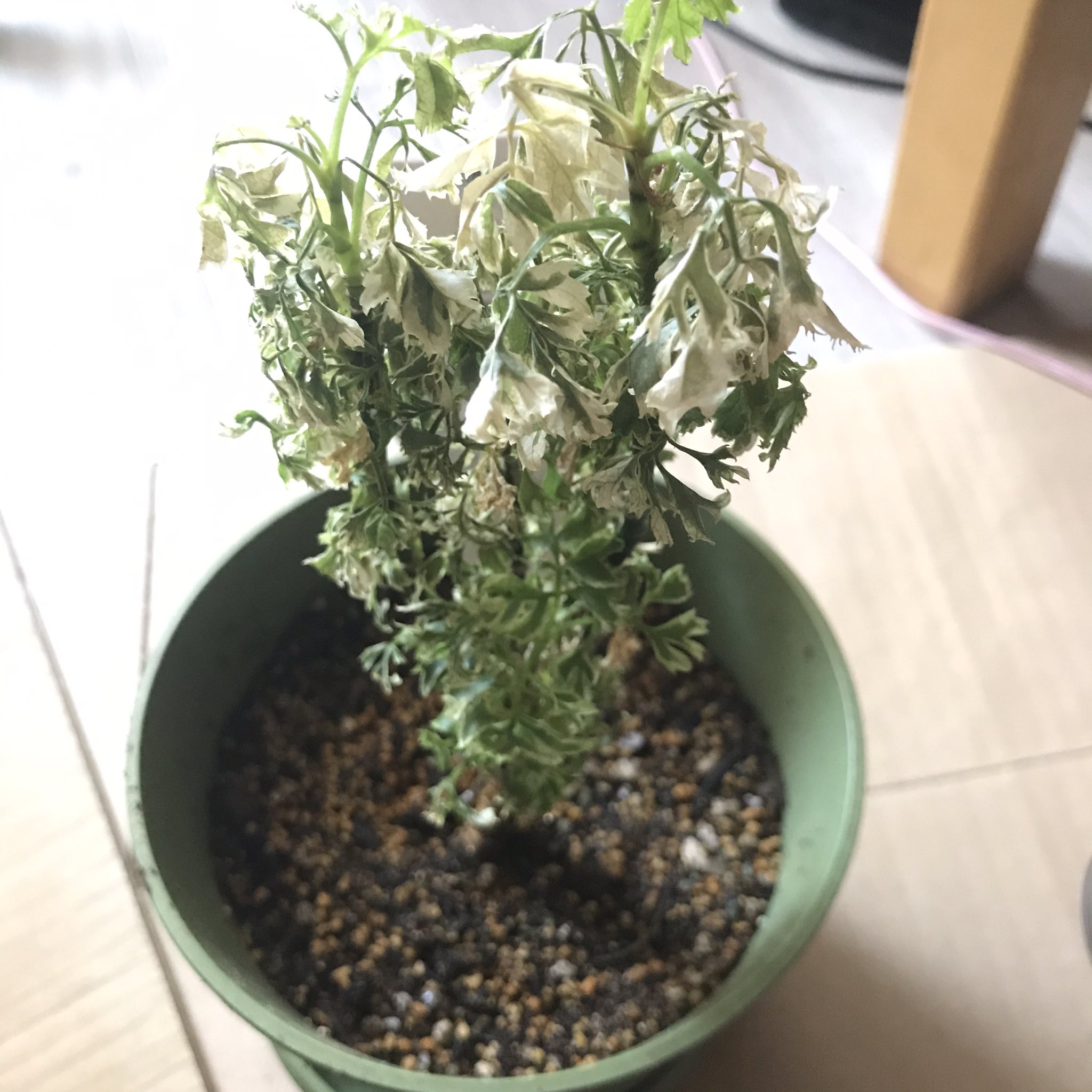 ポトス ストレス対策観葉植物 新しい仲間のポリシャスです ただ元気がないので これから元気にしたいです ポリシャスの花言葉は 大切な思い出 です 観葉植物 ポリシャス T Co 2rrx4oee11 Twitter