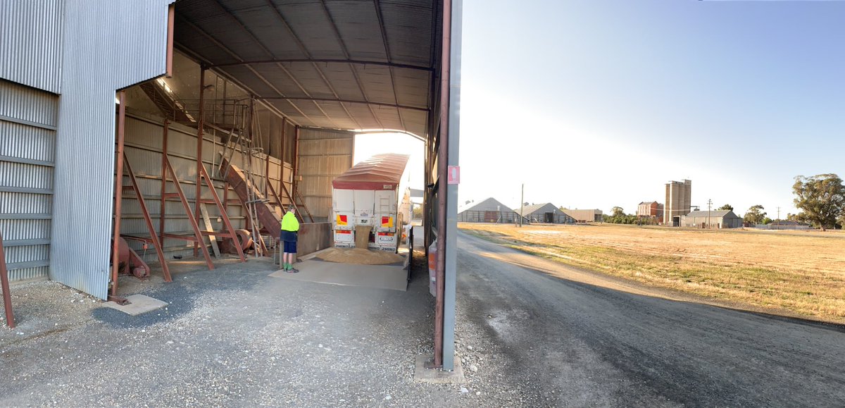 Wheat going into the Corowa Malthouse #harvest19