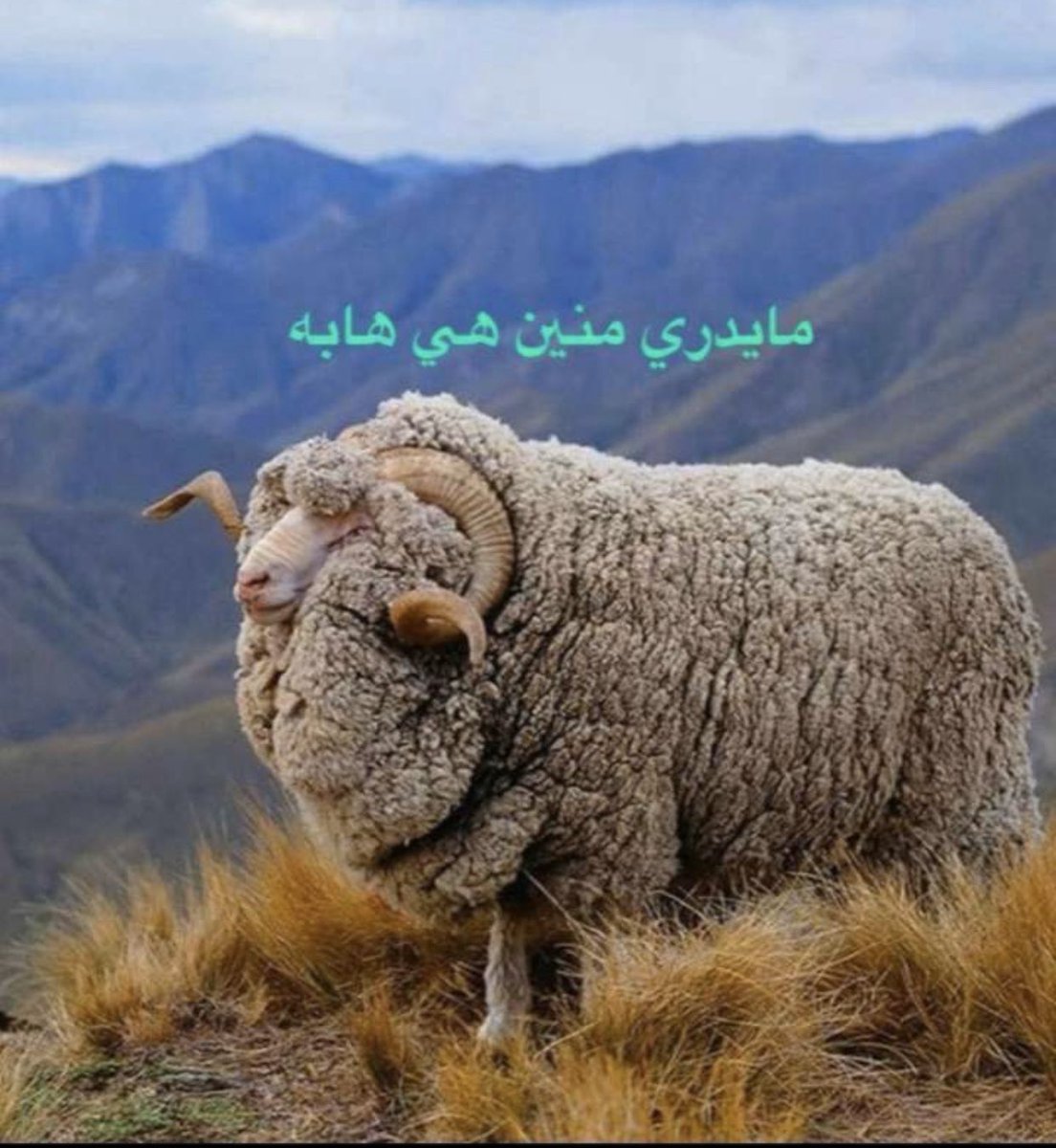 يا قلبـي اللي سرى ساريك
عساك طيّب ومتعافي
➰
مادمت بضلوعي مغطّيك
للناس لا تكشف الخافي
➰
قام الهوى البارد يناديك
واخذك من صدري الدافي
➰
يا ساكنه ماني بناسيك
فصل الشتاء بالوله لافي
➰
مدري البلا فيّ وإلّا فيك
وإلّا من البرد يا كافي
➰
لا أوحيت يا صاحبي طاريك
ياسرع ما تبرد أطرافي