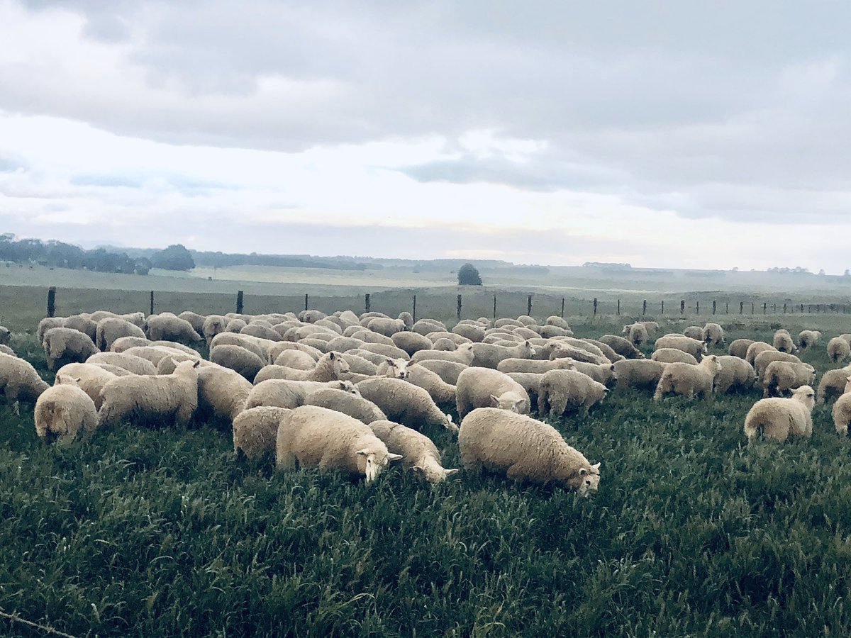 Replacement ewe lambs heading into the cut silage paddock - they are in heaven!