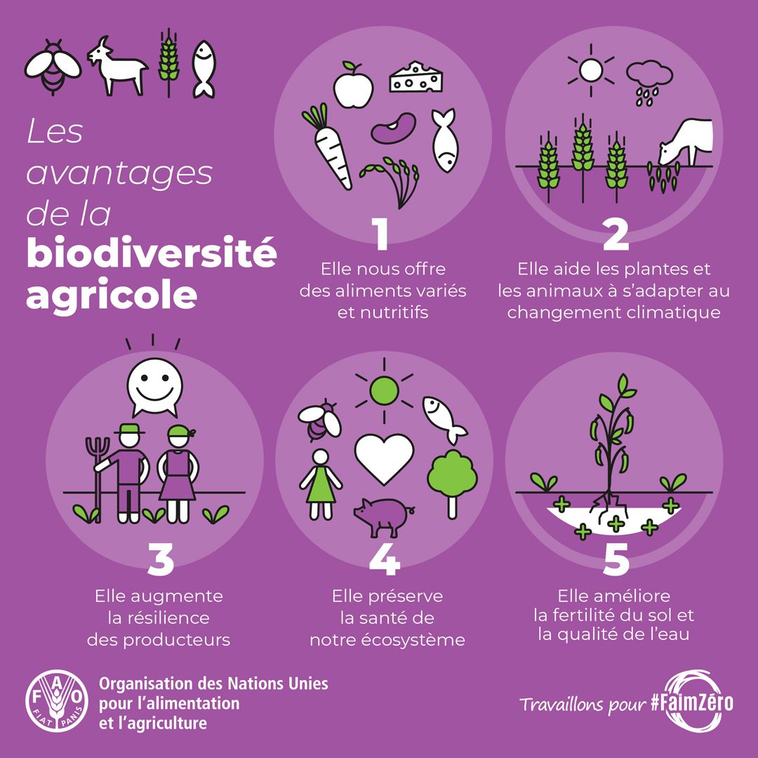 FAOenFrancais's tweet image. La #biodiversité, si cruciale pour notre alimentation et notre agriculture, disparaît de jour en jour. 🌽🦋🥔🐛🌱🐐🌺🐟

Nos actions d’aujourd’hui peuvent contribuer à préserver la biodiversité et garantir notre avenir alimentaire.

#COP25