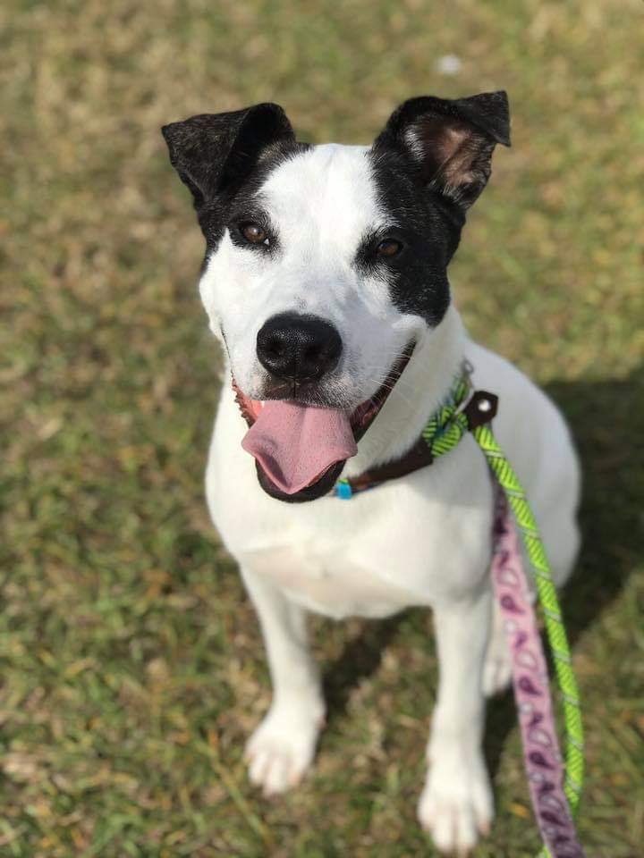 glfdv's tweet photo. Today is National Mutt Day! ❤️ Get you some lovin’! https://t.co/nyQE8yiWHG