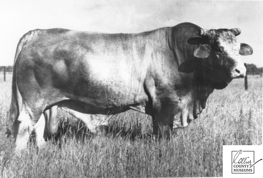 CollierMuseums's tweet image. Happy Hump Day! This bovine beauty, a Santa Gertrudis/Black Angus cross bull, was bred at King Ranch in TX to have a high heat tolerance in tropical weather places like FL. Learn more about SW Florida's cattle industry at the Immokalee Pioneer Museum! ow.ly/2Dug50xs3Jd