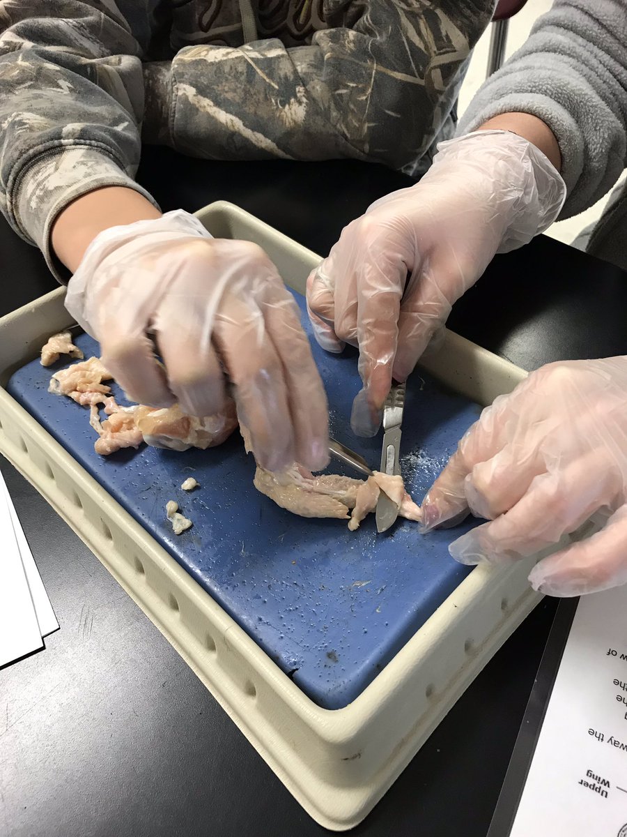 LVanegtern's tweet photo. It’s chicken wing dissection day in Veterinary Science. Applying knowledge of the muscular and skeletal systems. #AgEd #LearningToDo #DodgelandProud #VetSci https://t.co/QVq1ZVFzaT