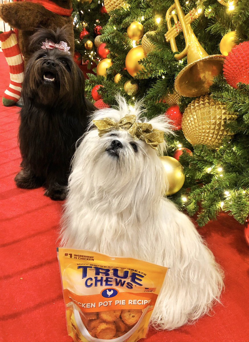 These are pampered pooches so I can rarely find a treat they BOTH enjoy - but <a href="/TrueChewsUSA/">True Chews</a> treats are a major hit every time! What better way to share holiday moments with your furbabies than to fill their tummies with happy?🎁❤ #ad bit.ly/2KJgfj6 #awesomeinabag
