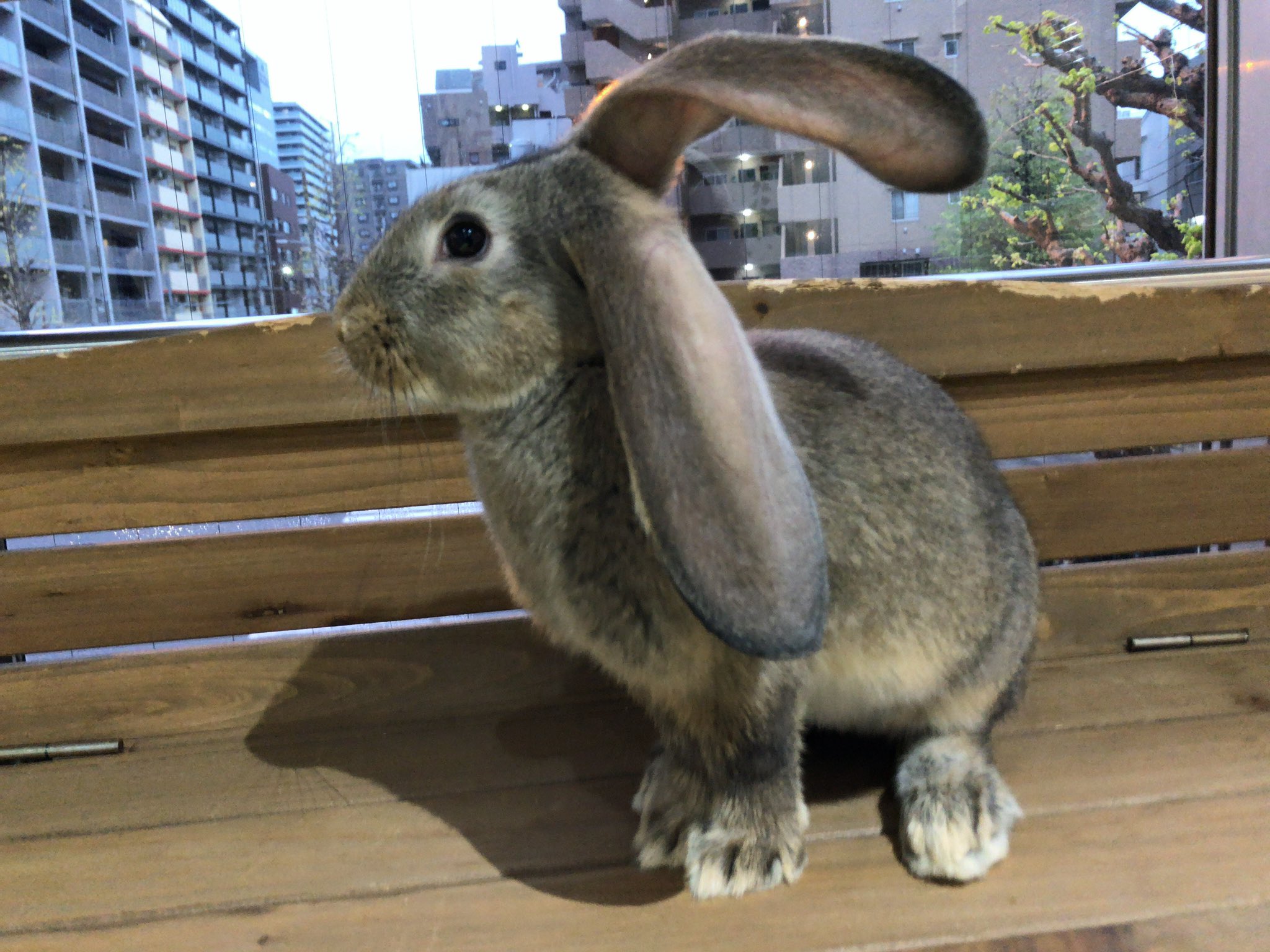 うさぎもかど on X: 