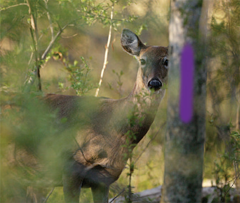 IllinoisDNR's tweet image. The Illinois Firearm Deer Season wraps up Thursday through Sunday (Dec. 5-8).  Enjoy the hunt - and make it a safe one.
dnr.illinois.gov/news/Pages/Ill…
