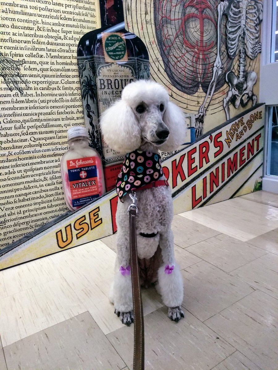Smile_Dottie's tweet photo. I must admit, I love finals time at the U because it means I get to visit my friends at the Bio-Med library. Study smart pals; you're going to do just fine. β₯οΈ
#finals #destresswithdogs #umnpaws @pet_partners https://t.co/EHt6Ftyx9l