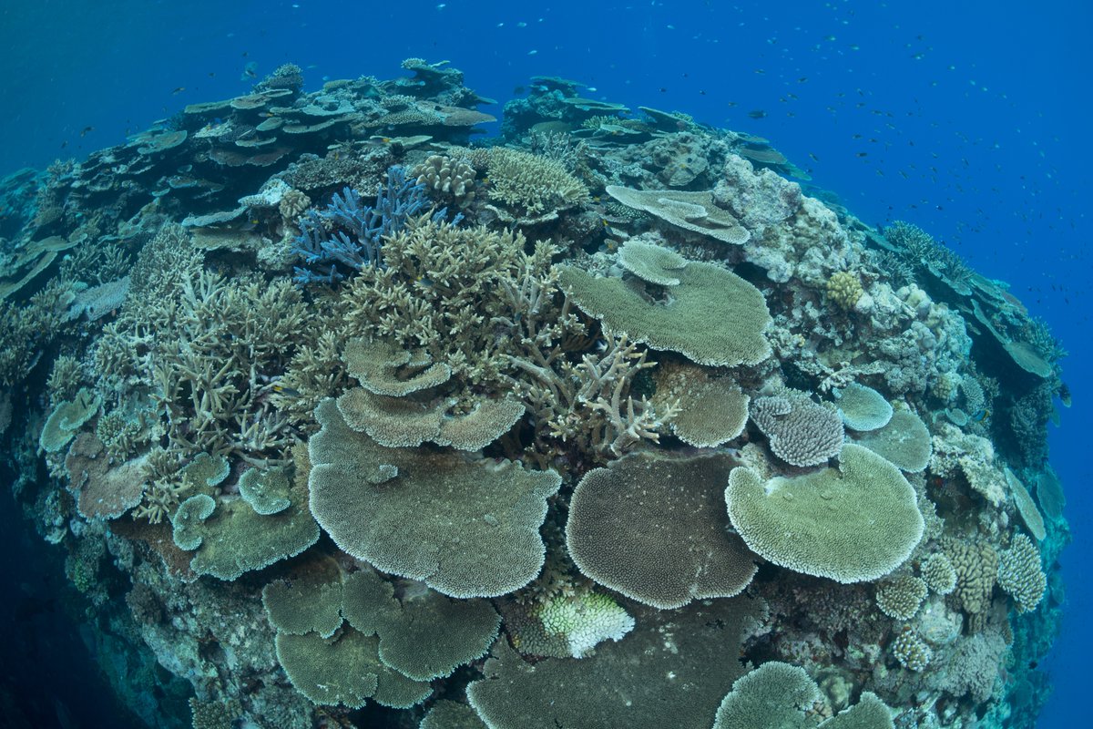 DavidJSuggett's tweet photo. Incredible, thank you @arc_gov_au for funding #ARCDiscovery Reef Breath Test (RBT) uncovering novel metabolic landscapes of coral health with knock-out CIs @BillLeggat1 @tinyscientist @AdvancedTwigTec Kim Halsey @UTS_Science @uts_c3 @Uni_Newcastle. Taster https://t.co/rddkSd01cY https://t.co/KG55HJcExP