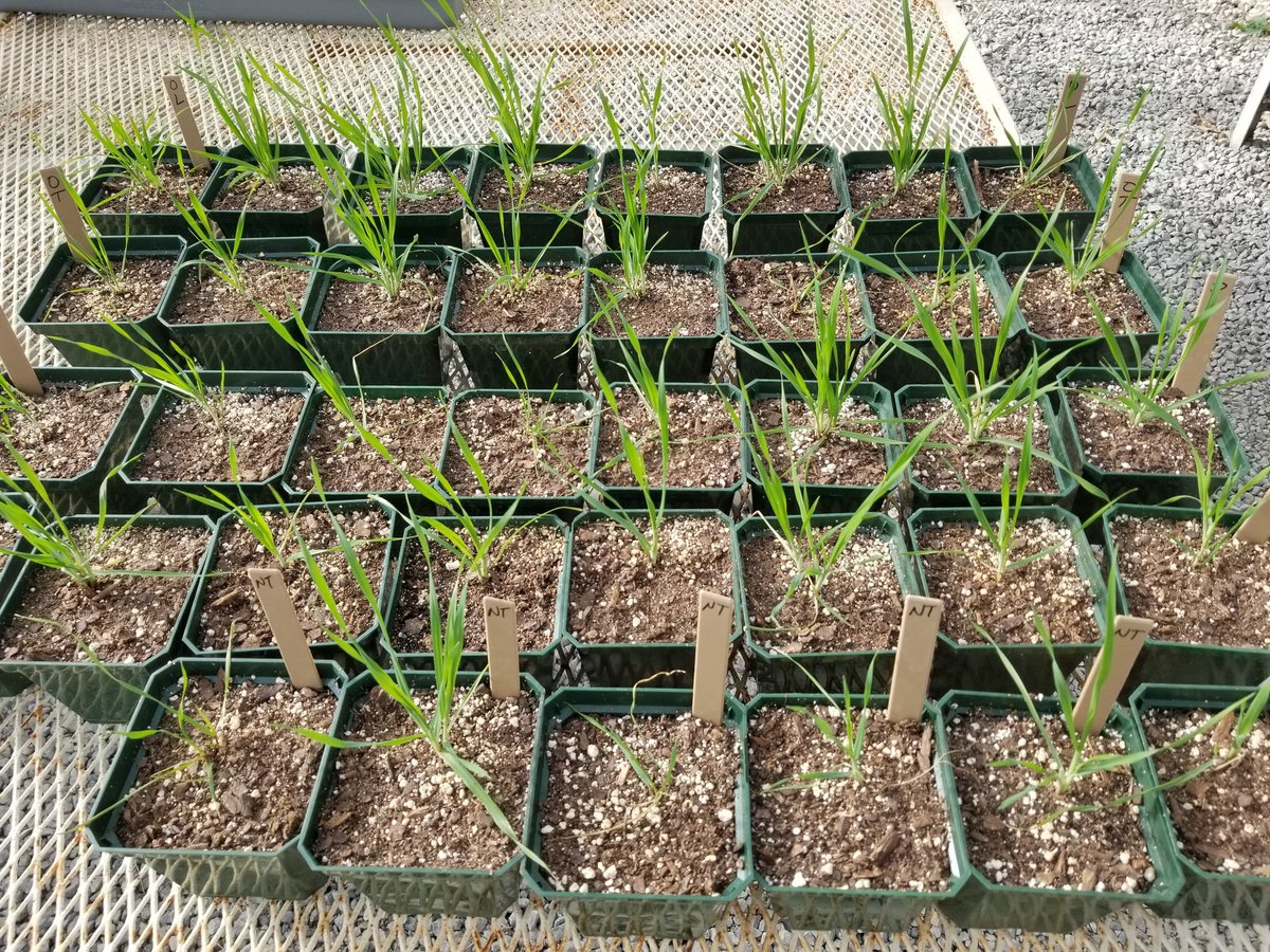 In 09', Dr. Joe Armstrong confirmed true cheat resistant to our go-to brome ALS products (Beyond, Outrider, Powerflex, &amp; Olympus). This population (collected a few weeks ago) also is suspected to have the same cross resistance. Screening ⏩ Information ⏩ Improved Management