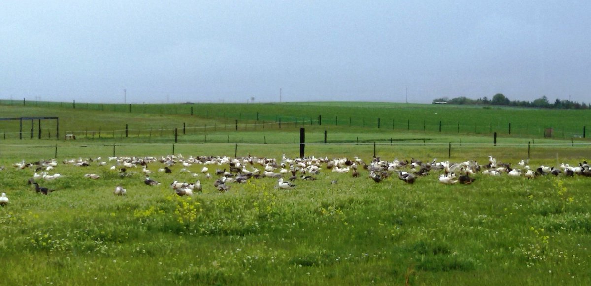 Shybarum's tweet photo. Esta es la #granja de patos de @SelectosCast

Donde los #patos pasean libremente, pastan y comen maiz
Por algo decimos que tienen " #lomejordelpato "

#Shybarum #distribucionvalencia #SelectosdeCastilla #lomejordelpato #elpatodevillamartin https://t.co/aExrk0EPD6