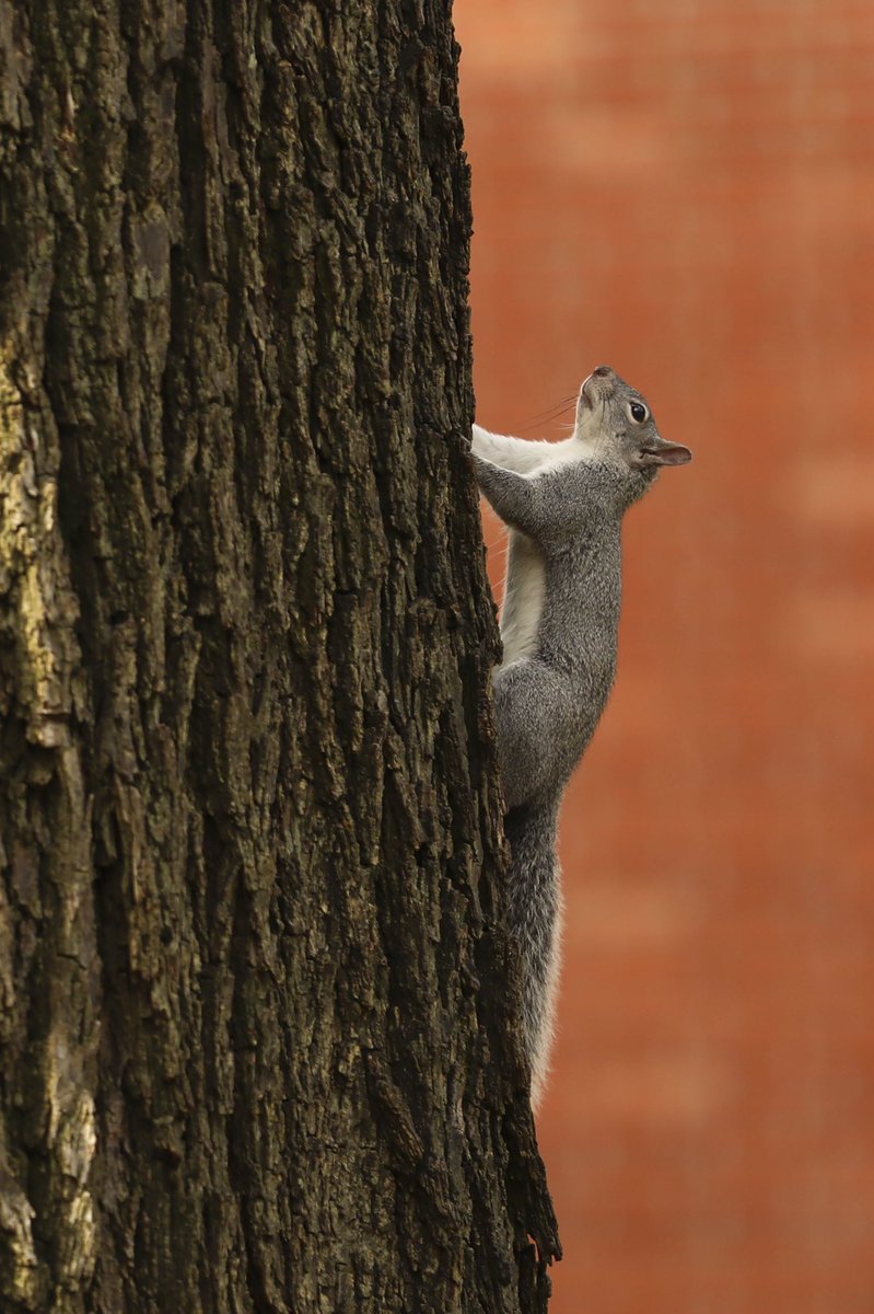 CareDorghalli's tweet image. I spent the brisk morning walking around @ChicoState yesterday. It doesn’t get much better than this. #ThisIsChico