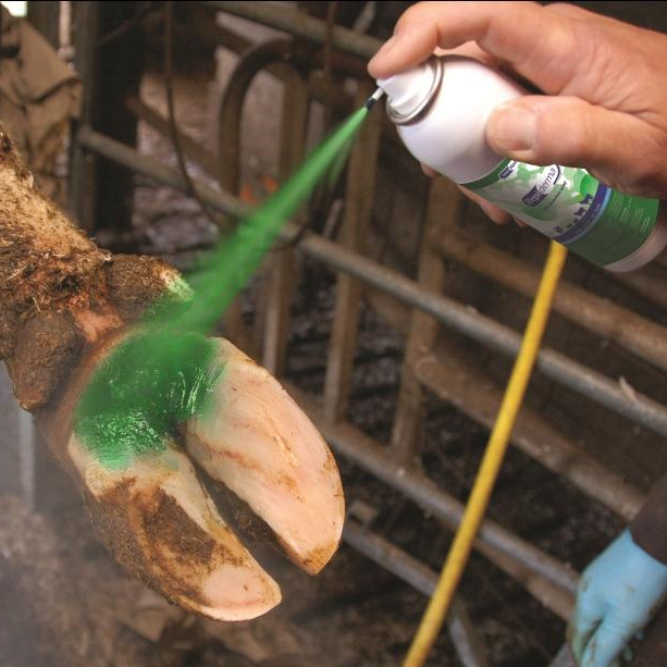 DiamondHoofCare's tweet photo. We're at Manitoba Dairy Conference in Winnipeg on December 4-6. Stop by our our table in the TriStar Dairy @DeLavalCanada booth.
More about hoof care: https://t.co/zJNIQ97gt6
#teamtristar #MBDairy19 https://t.co/b0gOJwDgi3