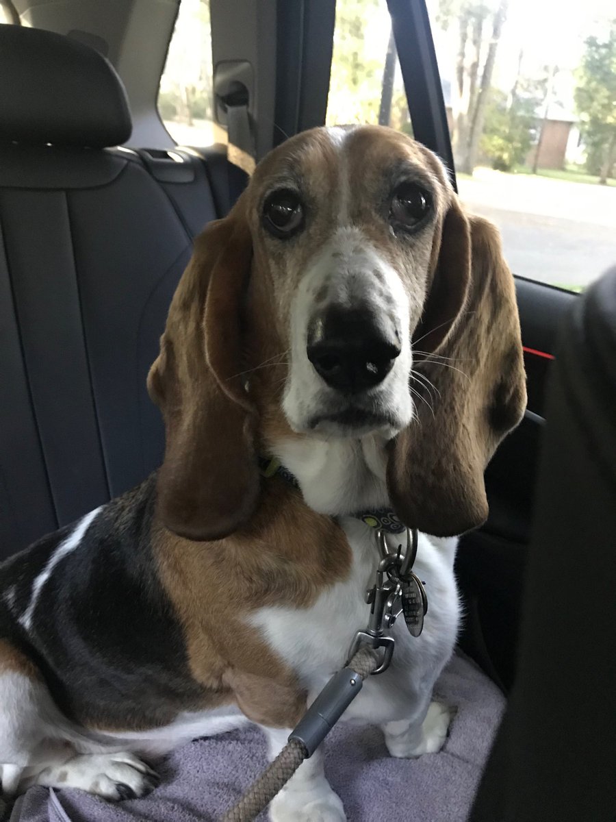 ⁦<a href="/TallahasseeMag/">Tallahassee Magazine</a> ⁩and North Florida Animal Hospital:  Sydney is really quite photogenic at least pre and post the Tally Too Pet Top 16 Photo Shoot.  I guess fame made her nervous onsite!  Thanks for the opportunity and the swag bags!